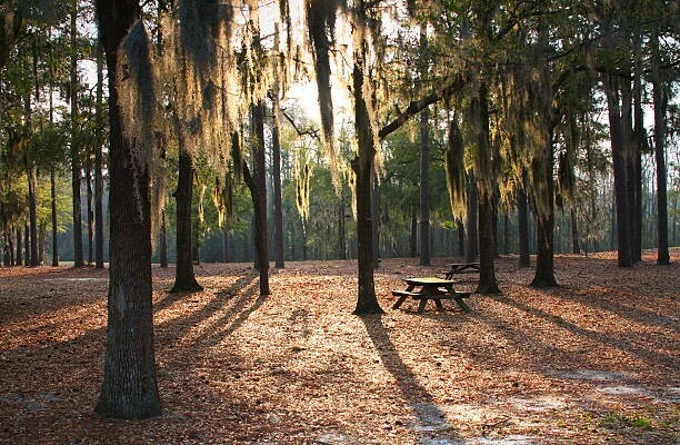 Lower Florence County, SC Manufactured Housing Land/Home Site or Agriculture Worker Multifamily Site