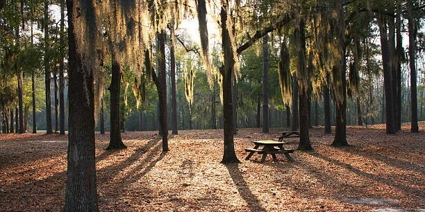Lower Florence County, SC Manufactured Housing Land/Home Site or Agriculture Worker Multifamily Site