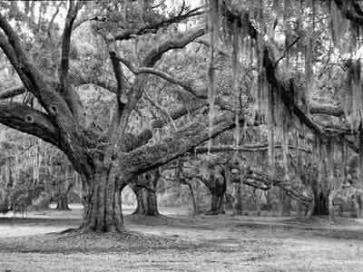 Colleton County, SC Gated Home Community Site - Once Sold for Much Higher - Now $46,500 - OWNER FINANCING - Go Granular Now