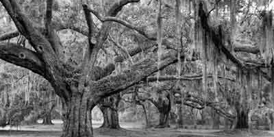 Colleton County, SC Gated Home Community Site - Once Sold for Much Higher - Now $46,500 - OWNER FINANCING - Go Granular Now
