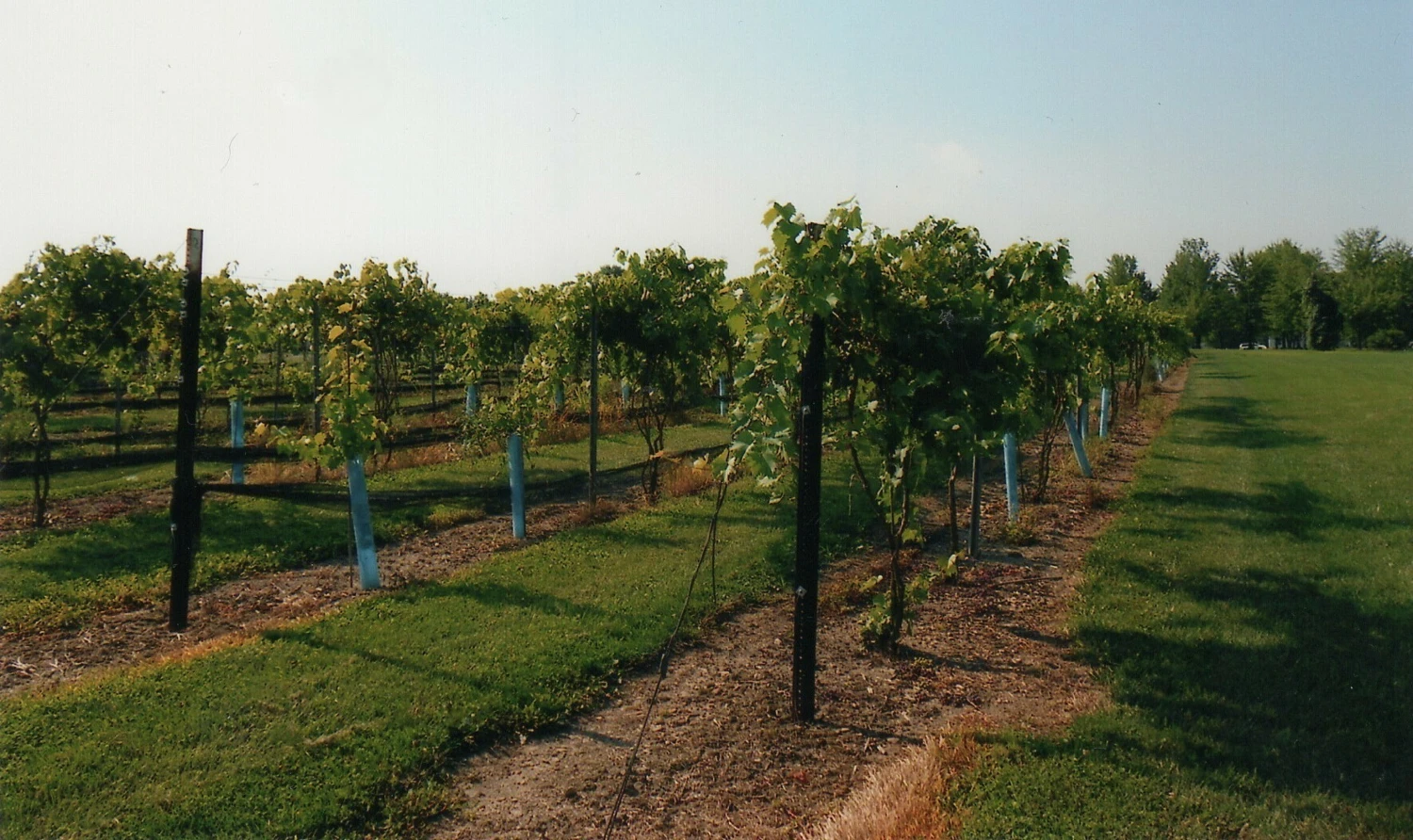 Mastropietro Winery