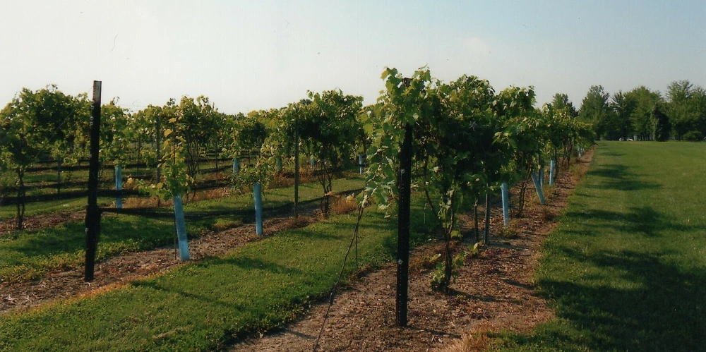 Mastropietro Winery