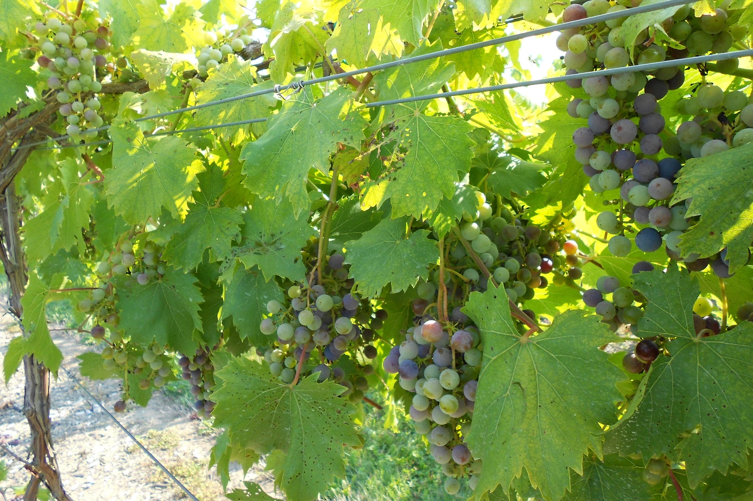 Mastropietro Winery