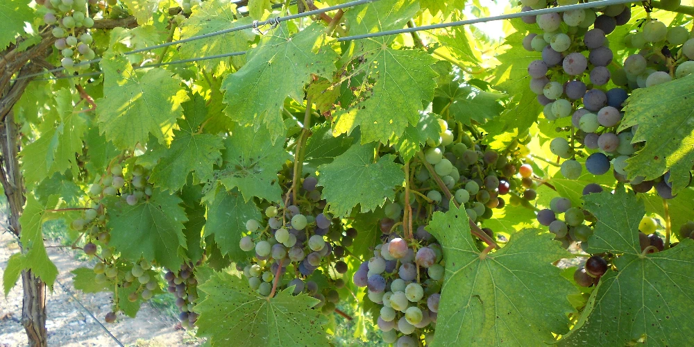 Mastropietro Winery