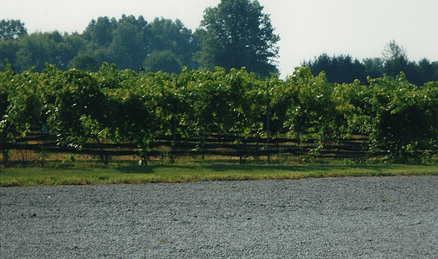 Mastropietro Winery