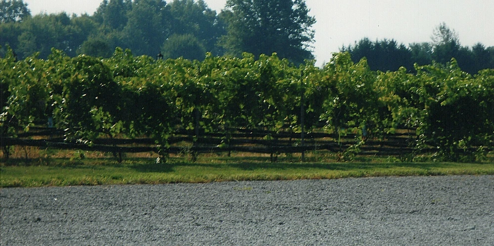 Mastropietro Winery
