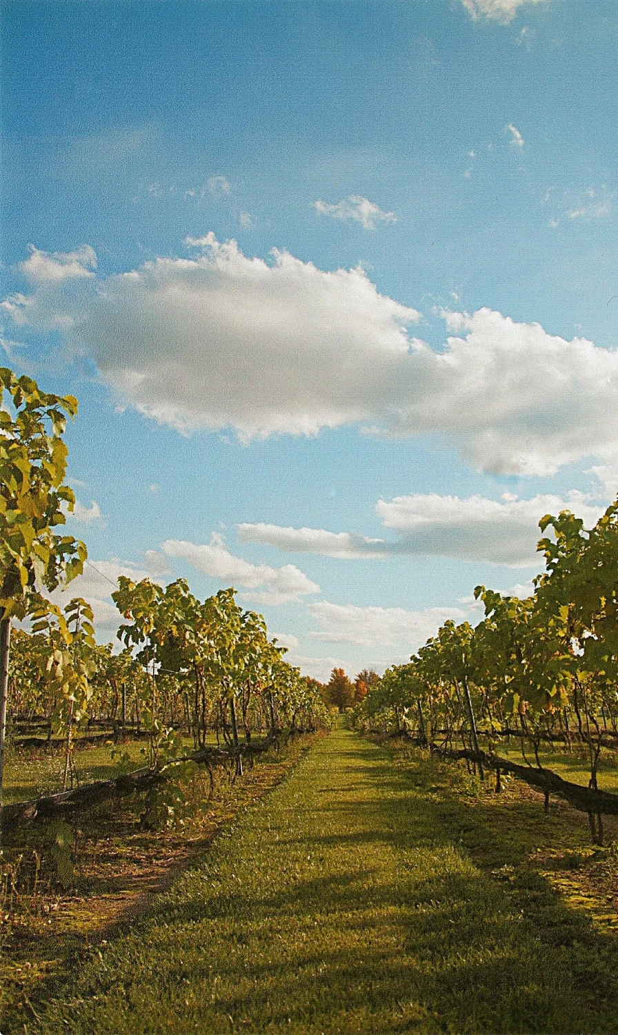 Mastropietro Winery
