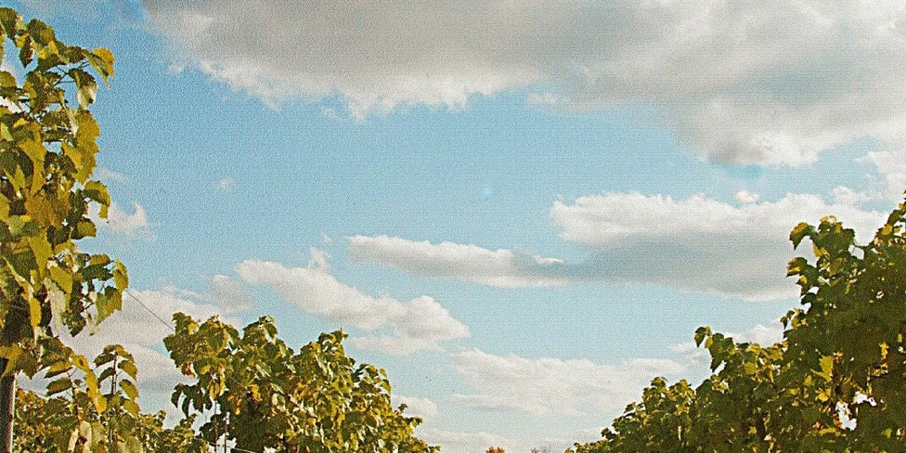 Mastropietro Winery