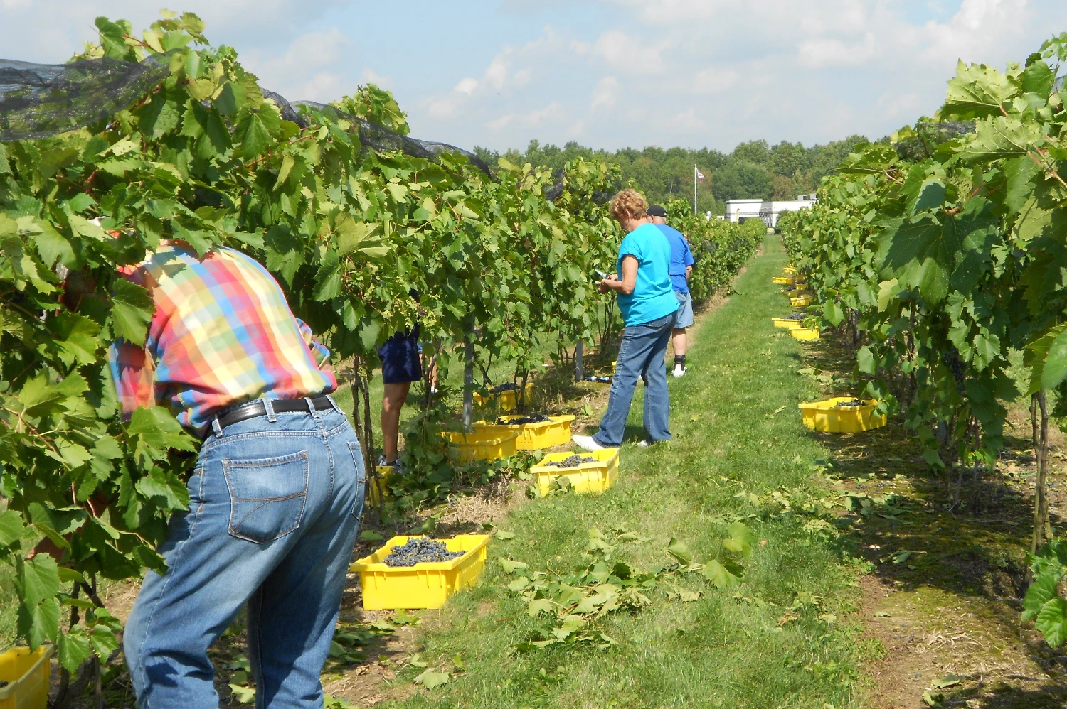Mastropietro Winery