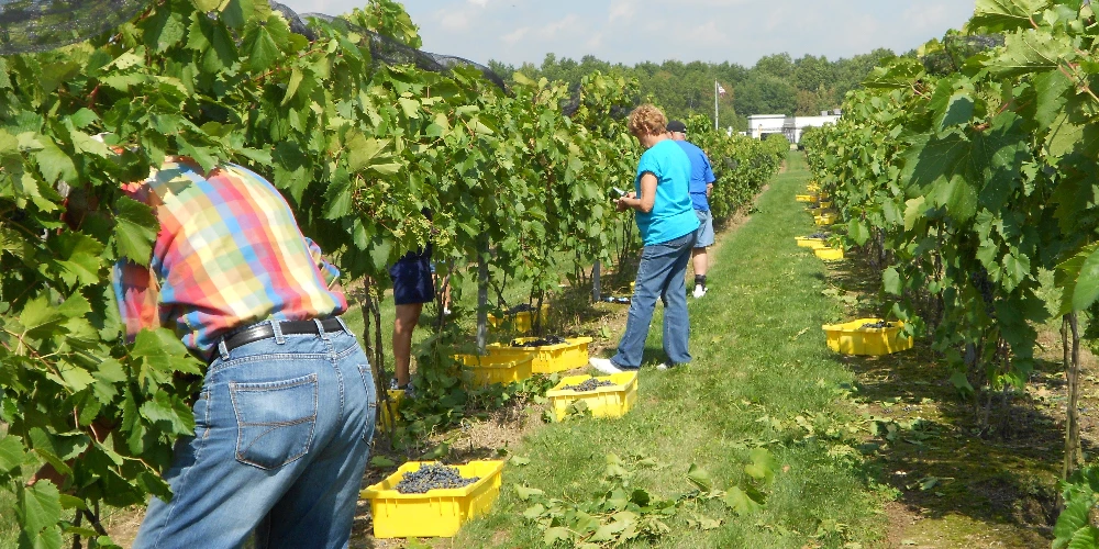 Mastropietro Winery