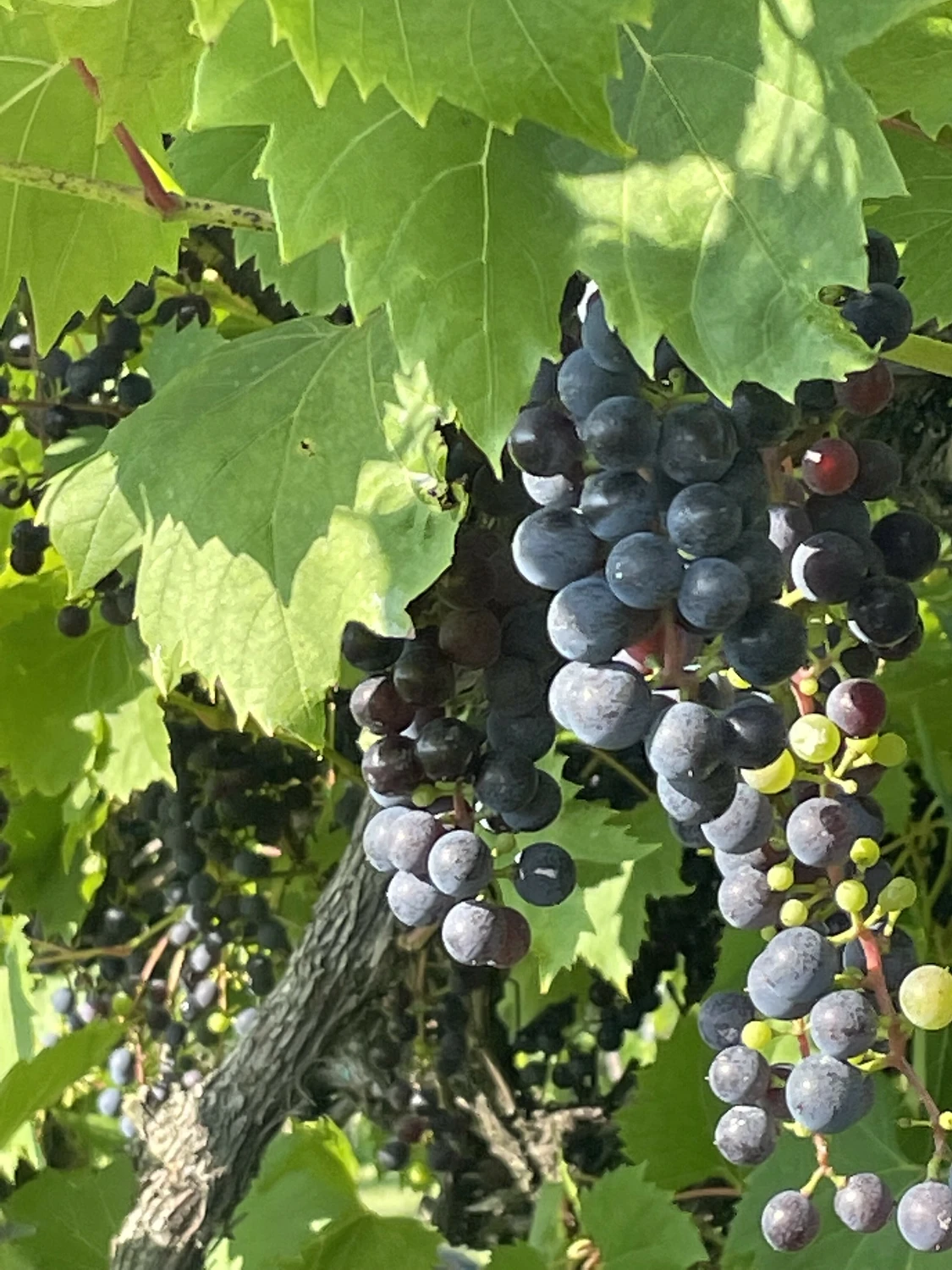 Mastropietro Winery