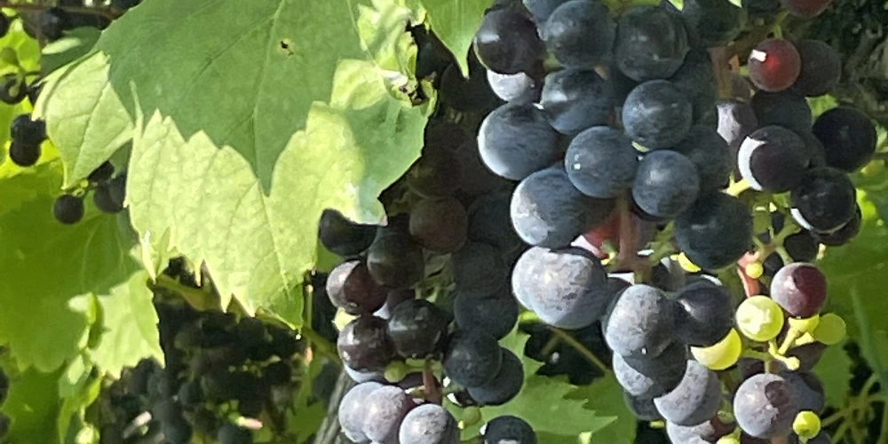Mastropietro Winery
