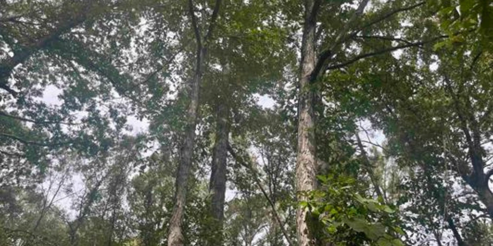 5.7 Acre Commercial Parcel 