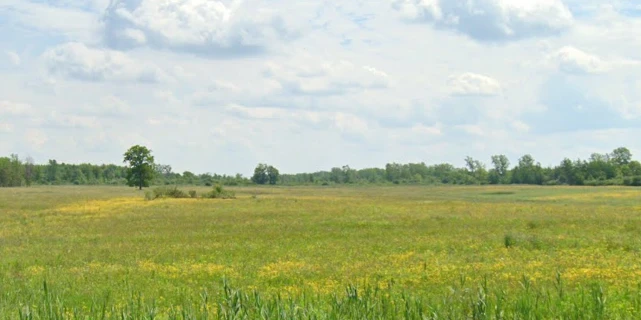 2313 Townline Road - Development