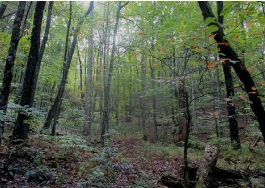 5 acres Unzoned Land in Turtletown TN