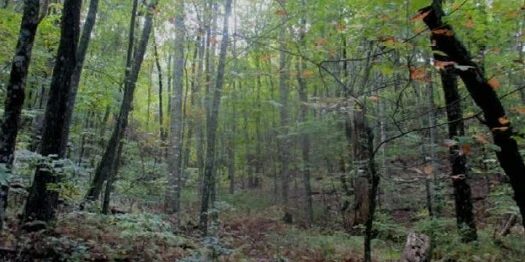 5 acres Unzoned Land in Turtletown TN