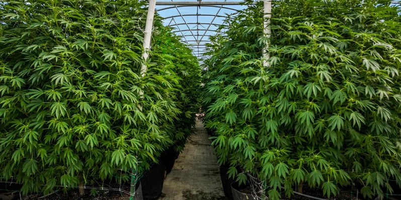 Breedsville - Former Operating/Turnkey Greenhouse Cultivation Site