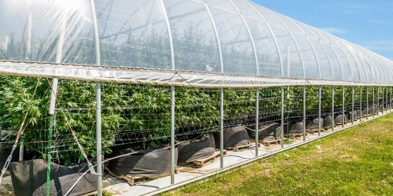 Breedsville - Former Operating/Turnkey Greenhouse Cultivation Site
