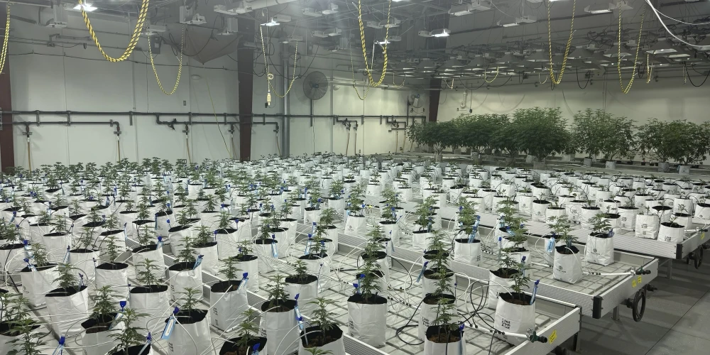 Clare - Operating Cultivation/Processing Facility