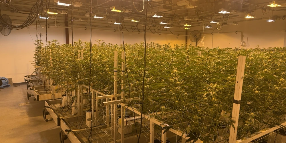 Clare - Operating Cultivation/Processing Facility