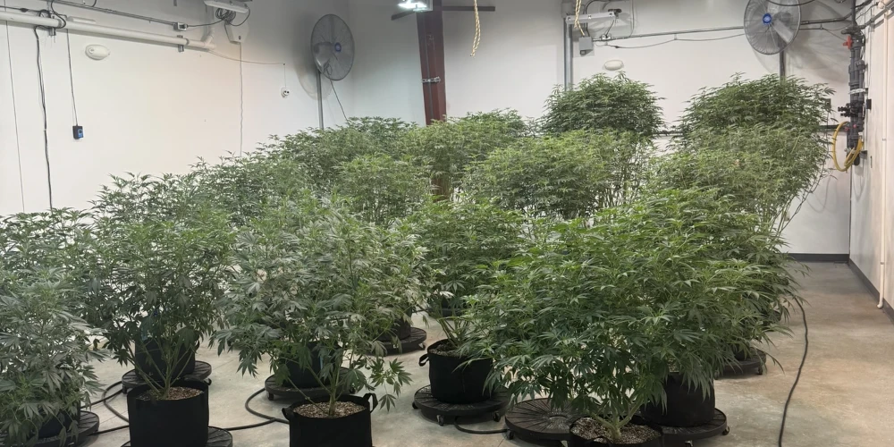 Clare - Operating Cultivation/Processing Facility