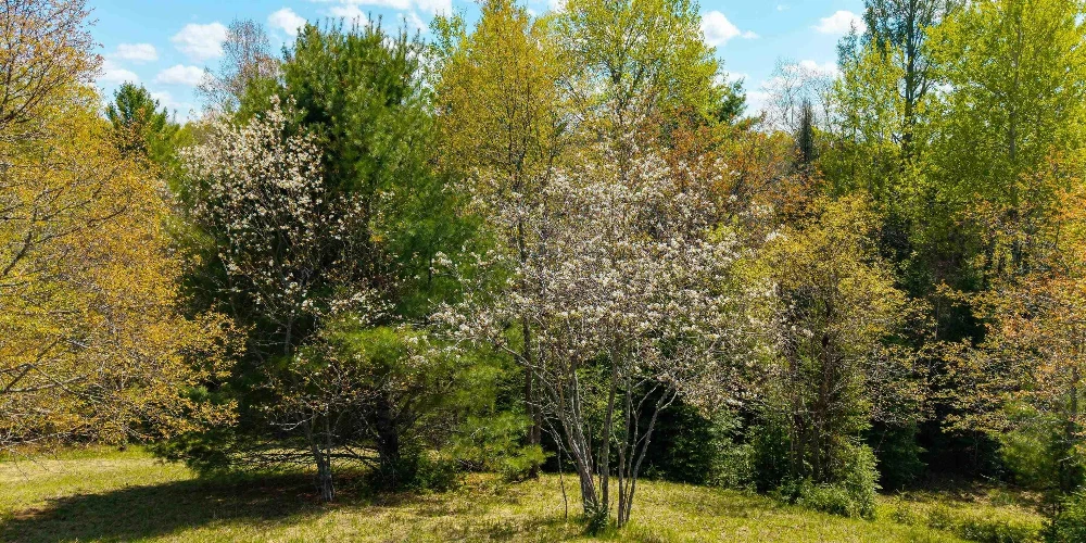 890 Acre Turn-Key Trophy Deer Ranch in Michigan’s Beautiful Upper Peninsula