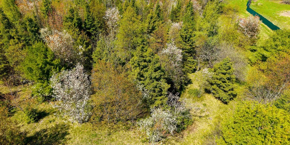 890 Acre Turn-Key Trophy Deer Ranch in Michigan’s Beautiful Upper Peninsula