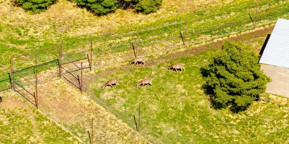 890 Acre Turn-Key Trophy Deer Ranch in Michigan’s Beautiful Upper Peninsula