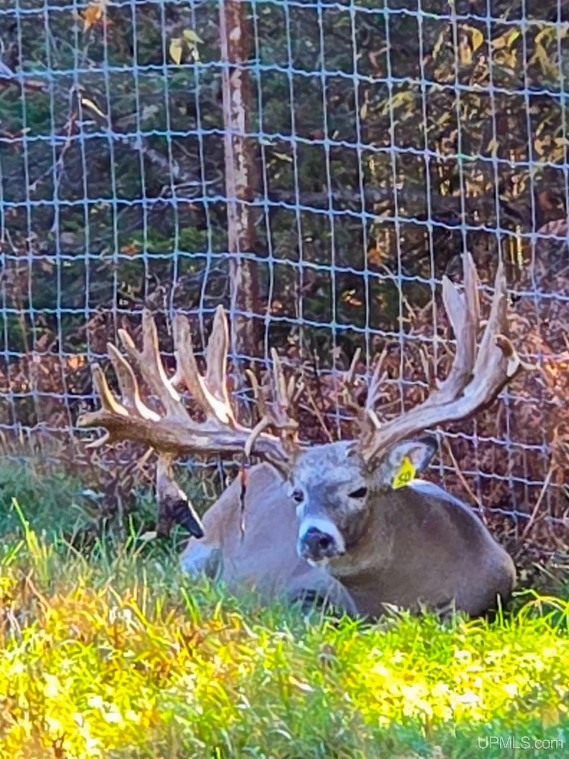 890 Acre Turn-Key Trophy Deer Ranch in Michigan’s Beautiful Upper Peninsula