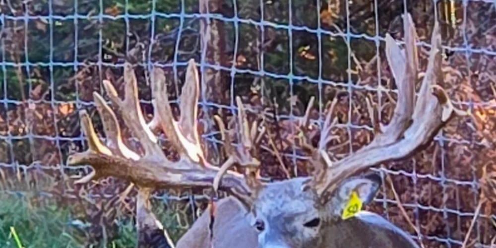 890 Acre Turn-Key Trophy Deer Ranch in Michigan’s Beautiful Upper Peninsula