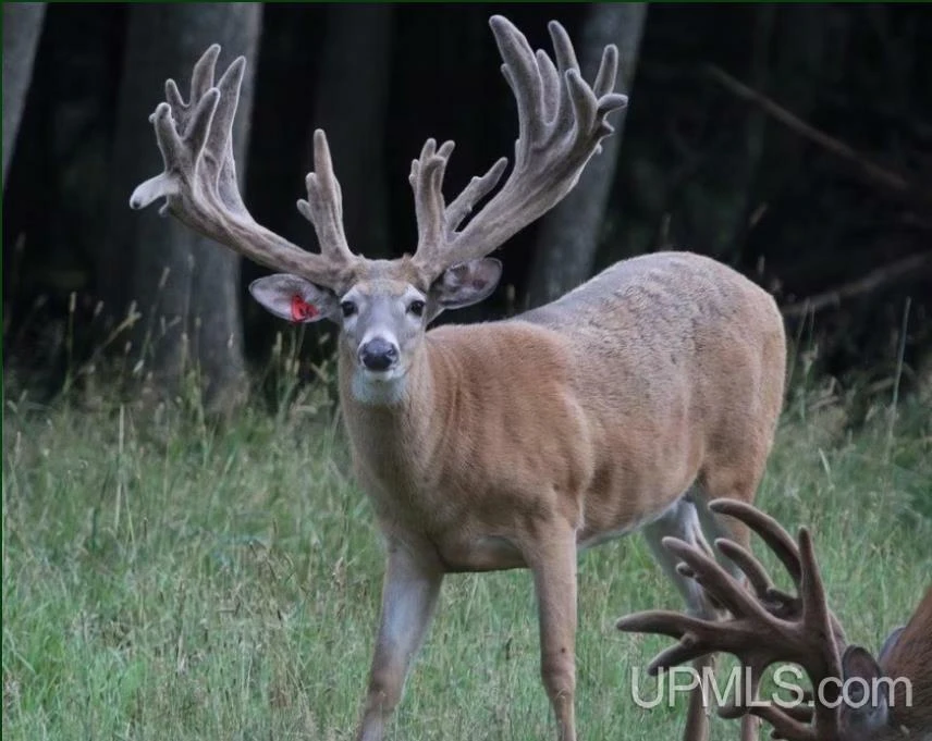 890 Acre Turn-Key Trophy Deer Ranch in Michigan’s Beautiful Upper Peninsula