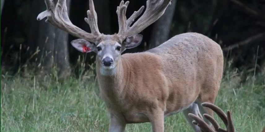 890 Acre Turn-Key Trophy Deer Ranch in Michigan’s Beautiful Upper Peninsula