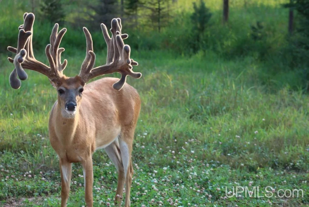 890 Acre Turn-Key Trophy Deer Ranch in Michigan’s Beautiful Upper Peninsula