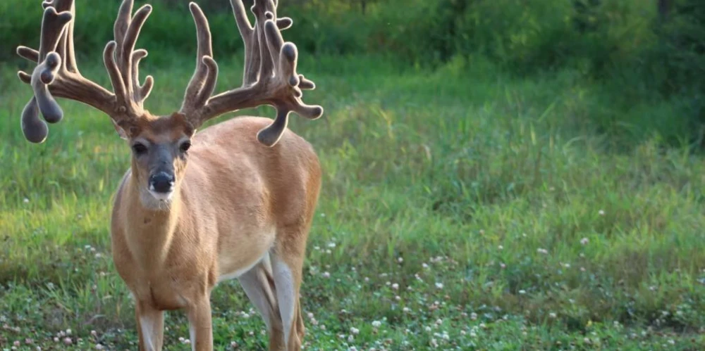 890 Acre Turn-Key Trophy Deer Ranch in Michigan’s Beautiful Upper Peninsula