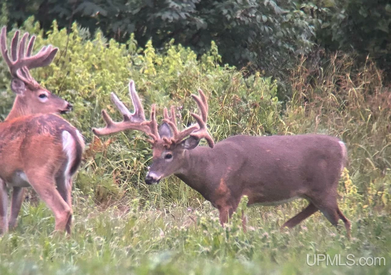 890 Acre Turn-Key Trophy Deer Ranch in Michigan’s Beautiful Upper Peninsula