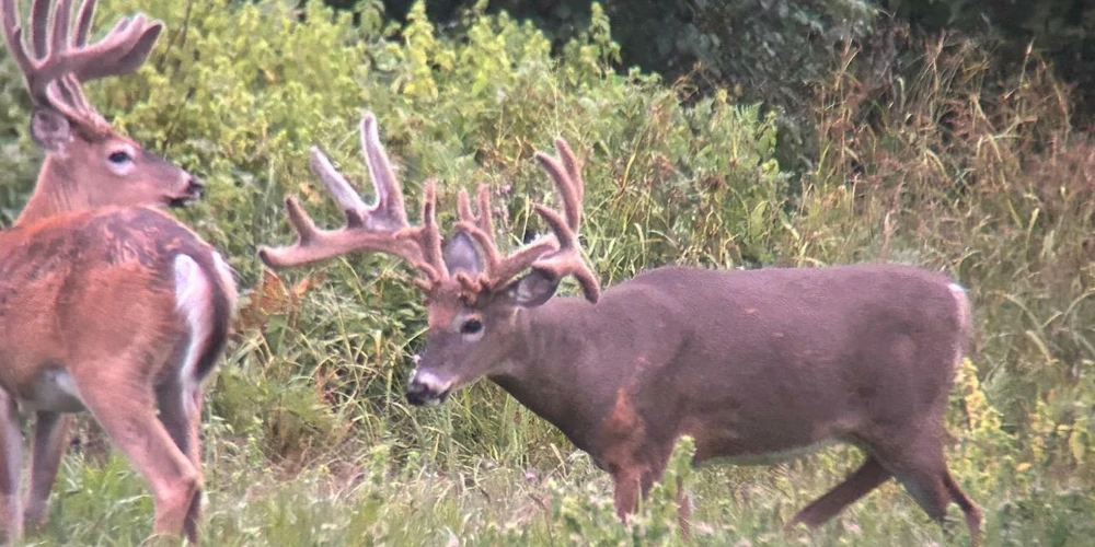 890 Acre Turn-Key Trophy Deer Ranch in Michigan’s Beautiful Upper Peninsula