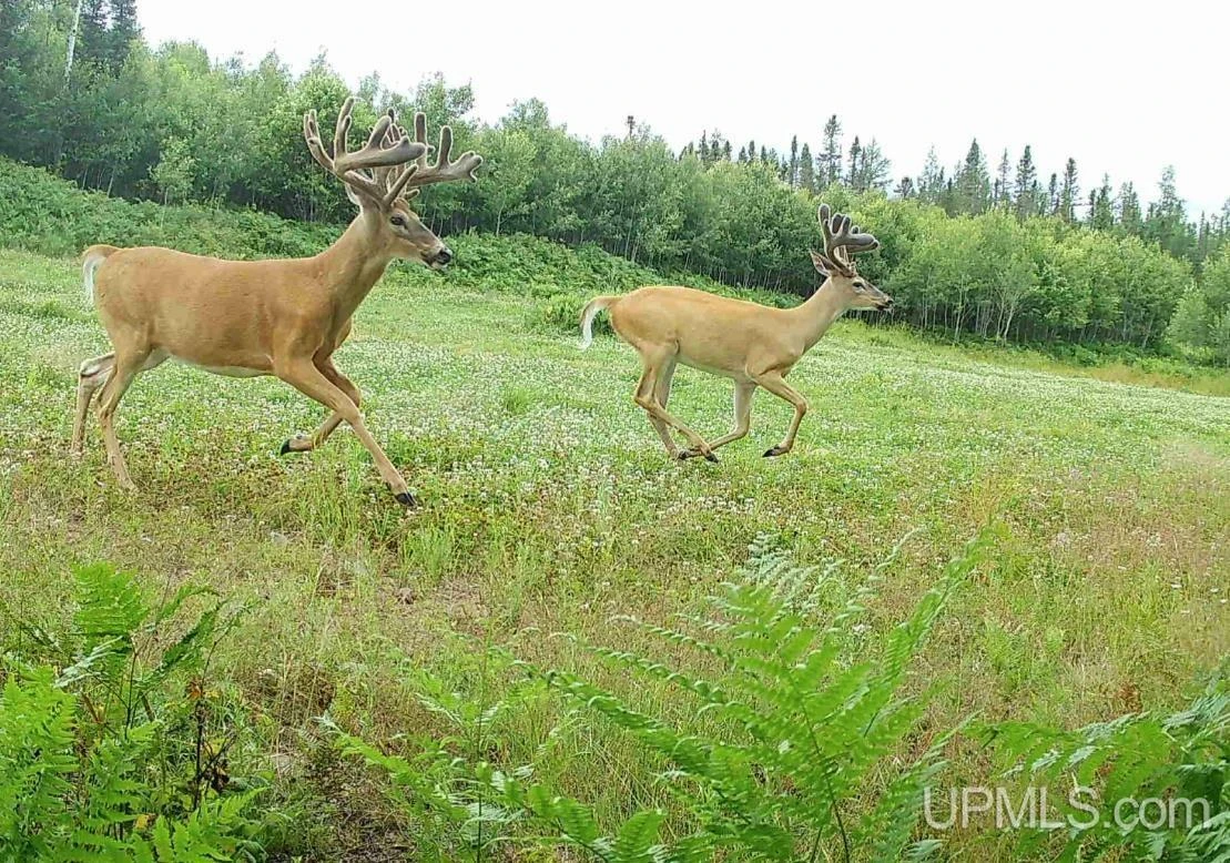 890 Acre Turn-Key Trophy Deer Ranch in Michigan’s Beautiful Upper Peninsula
