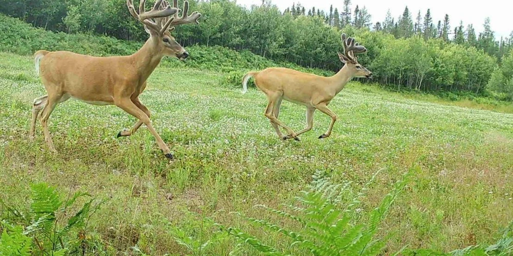 890 Acre Turn-Key Trophy Deer Ranch in Michigan’s Beautiful Upper Peninsula