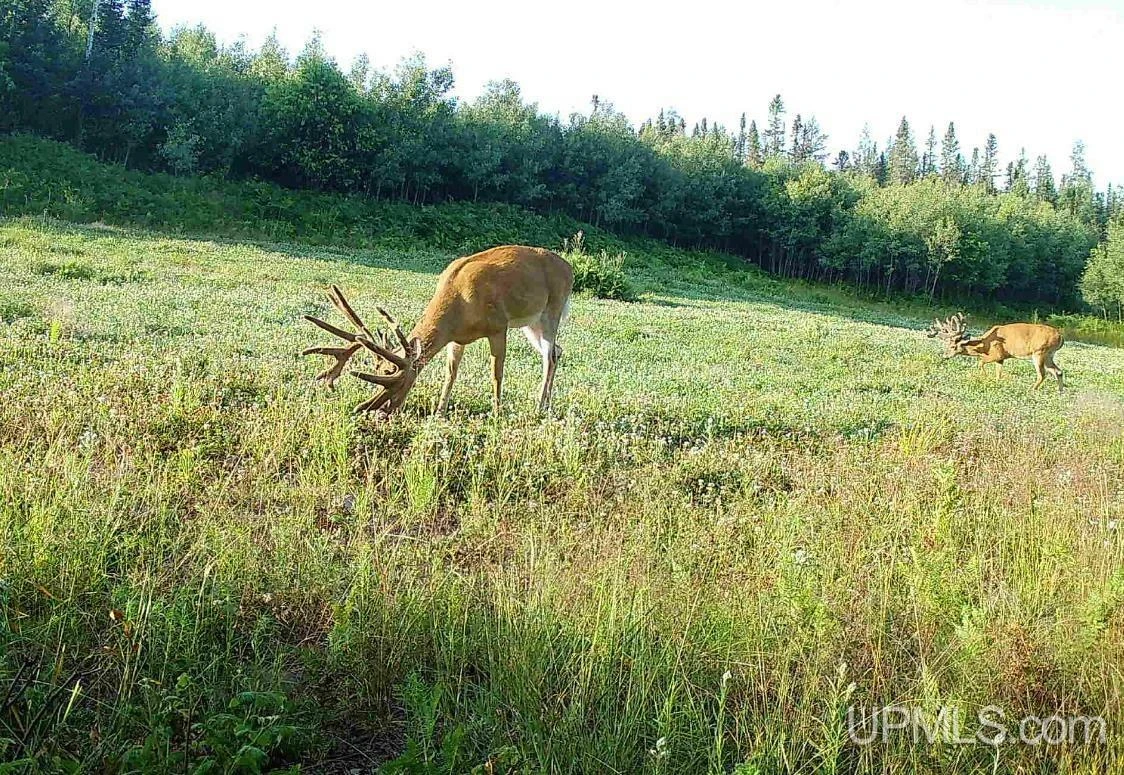 890 Acre Turn-Key Trophy Deer Ranch in Michigan’s Beautiful Upper Peninsula