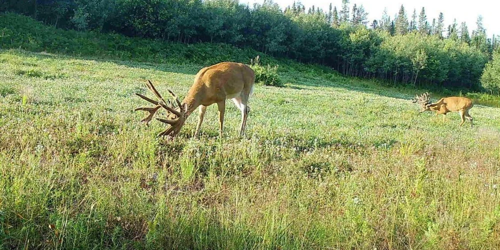 890 Acre Turn-Key Trophy Deer Ranch in Michigan’s Beautiful Upper Peninsula