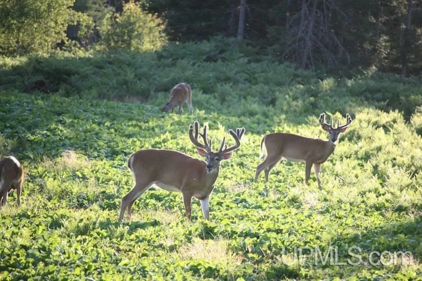 890 Acre Turn-Key Trophy Deer Ranch in Michigan’s Beautiful Upper Peninsula