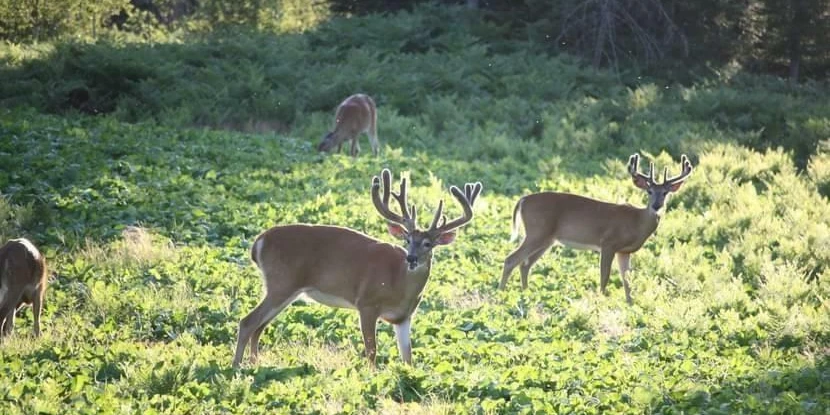 890 Acre Turn-Key Trophy Deer Ranch in Michigan’s Beautiful Upper Peninsula