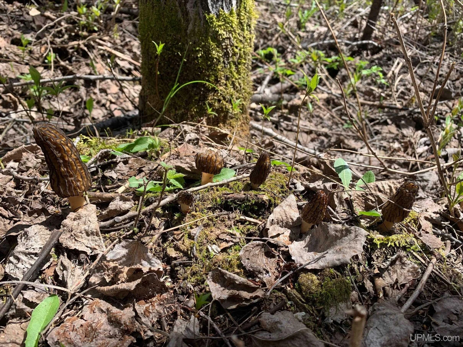 890 Acre Turn-Key Trophy Deer Ranch in Michigan’s Beautiful Upper Peninsula