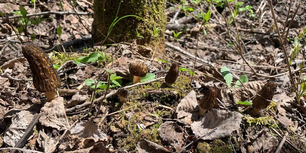 890 Acre Turn-Key Trophy Deer Ranch in Michigan’s Beautiful Upper Peninsula
