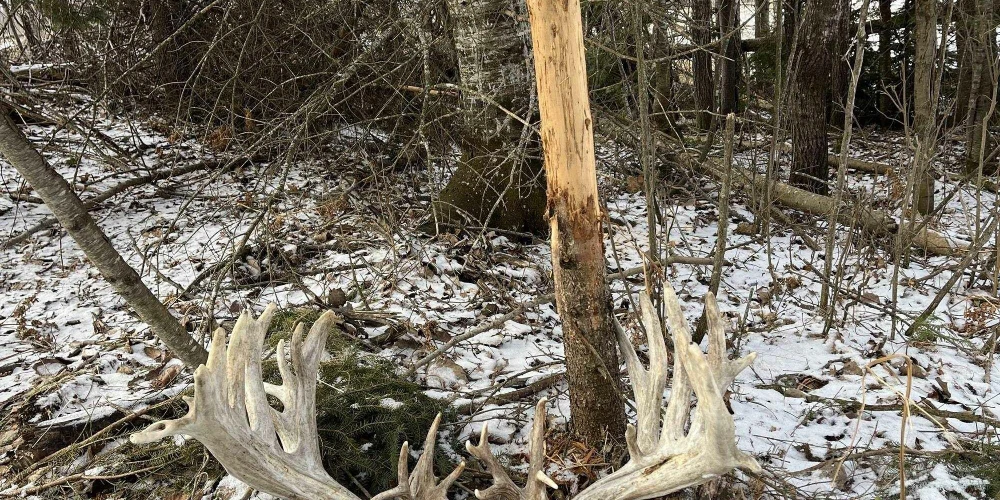 890 Acre Turn-Key Trophy Deer Ranch in Michigan’s Beautiful Upper Peninsula