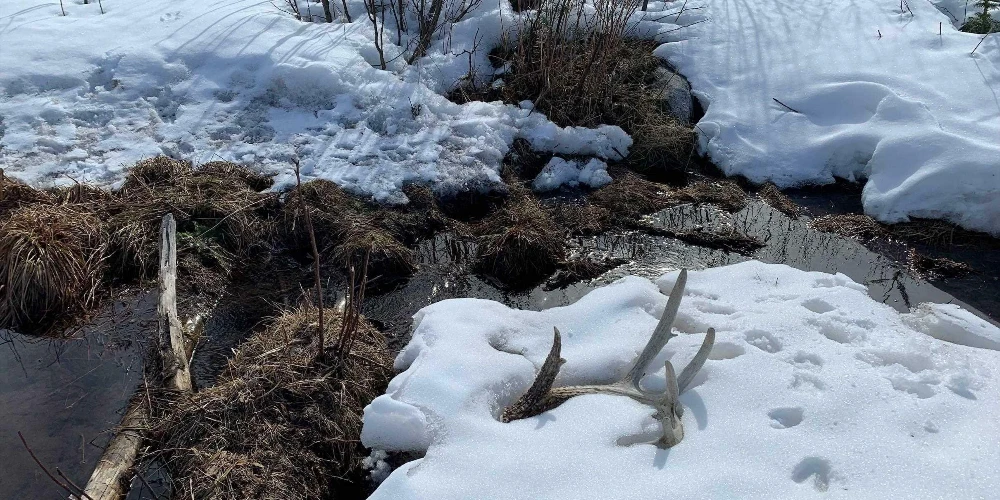 890 Acre Turn-Key Trophy Deer Ranch in Michigan’s Beautiful Upper Peninsula