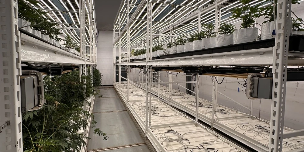 Burton - Operating Cultivation/Processing Facility
