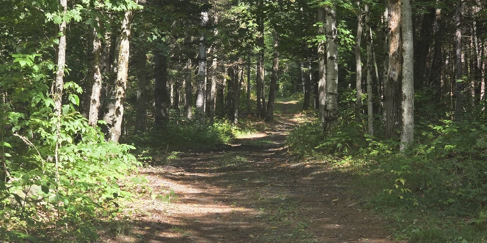 Campstore! | Adirondack Business + Land