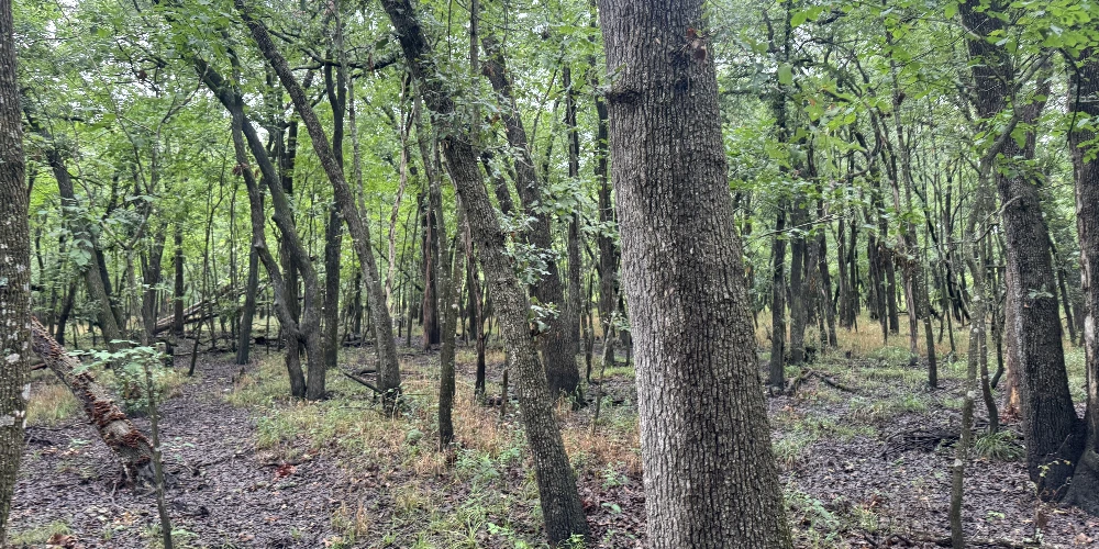 Highway 276 - 37.15 AC Hunting/Recreation Royse City
