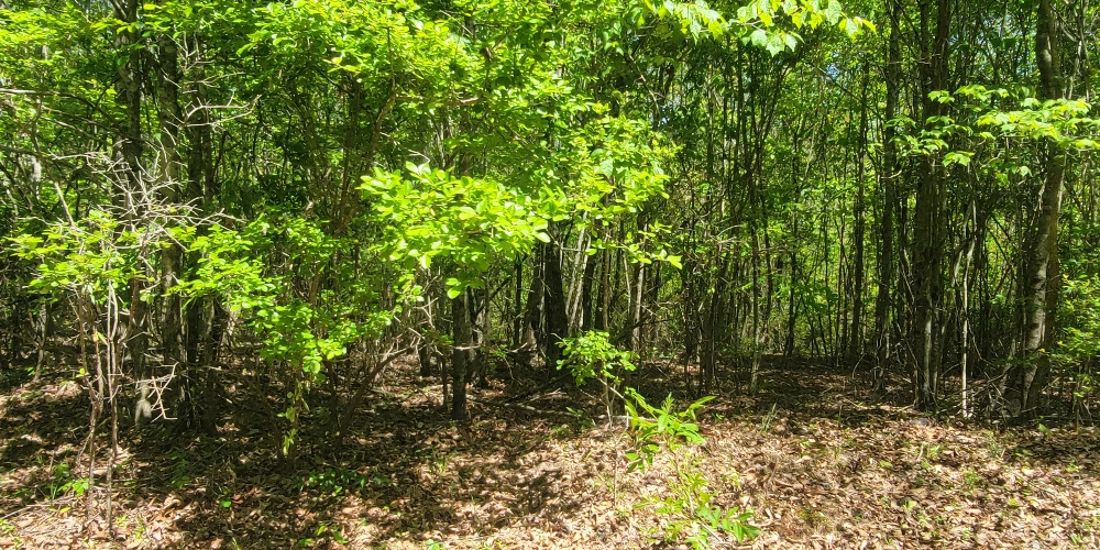+/-160 Acres Recreation or Timberland